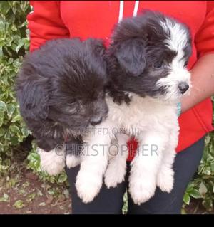 1-3 months Male Purebred Maltese