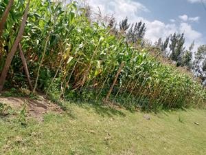 50*100 Njoro Kenyatta - thumbnail 2