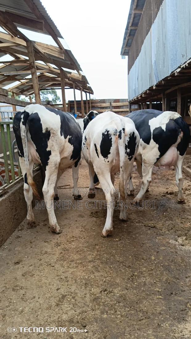 10 Super Incalf Heifers - main view