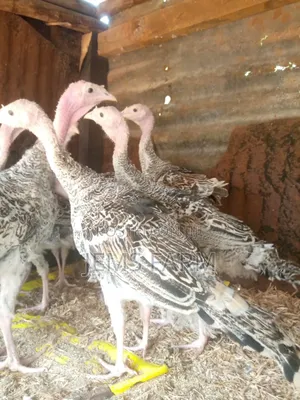 8 Month Old Turkeys Royal Palm/Bronze