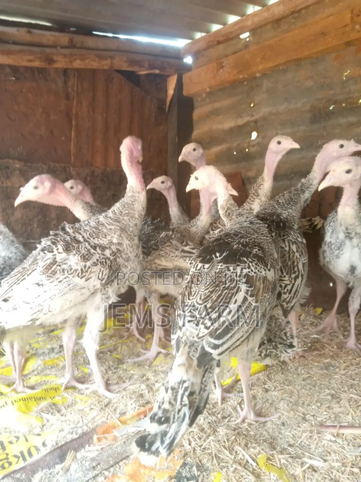 8 Month Old Turkeys Royal Palm/Bronze
