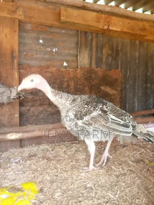 8 Month Old Turkeys Royal Palm/Bronze