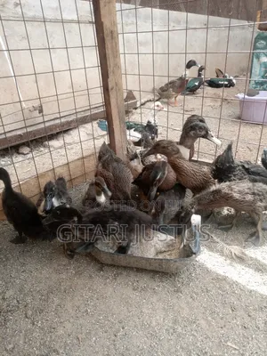 Pure Rouen Ducks, Jumbo Peckins, Welsh Harlequin, Khaki Campbells