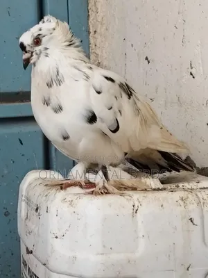 Head Crested and Leg Flared Pure Shungi Breeds.
