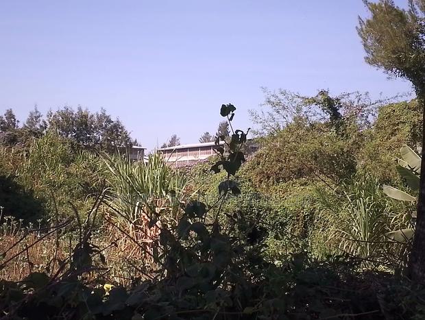 1/2 Acre Matasia - thumbnail 10