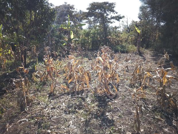 Ngong Olkeri Prime 1/8 Plot - thumbnail 6