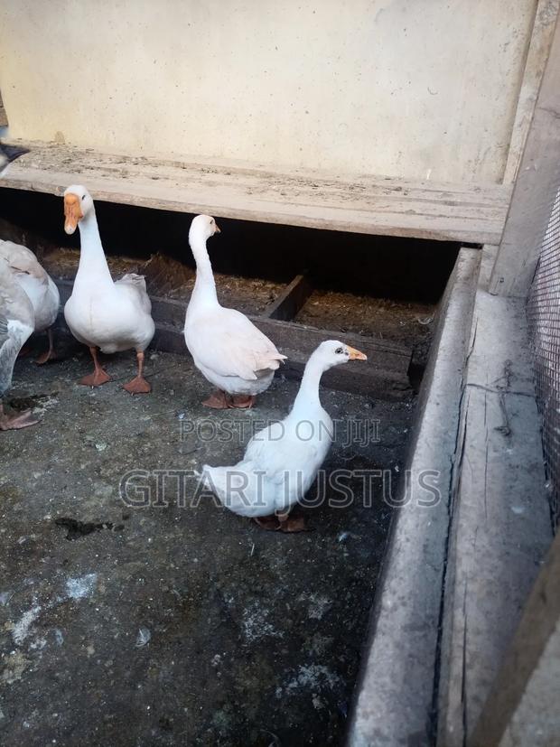 Chinese and African Geese - main view