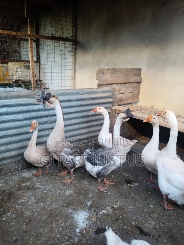 Chinese and African Geese - thumbnail 2