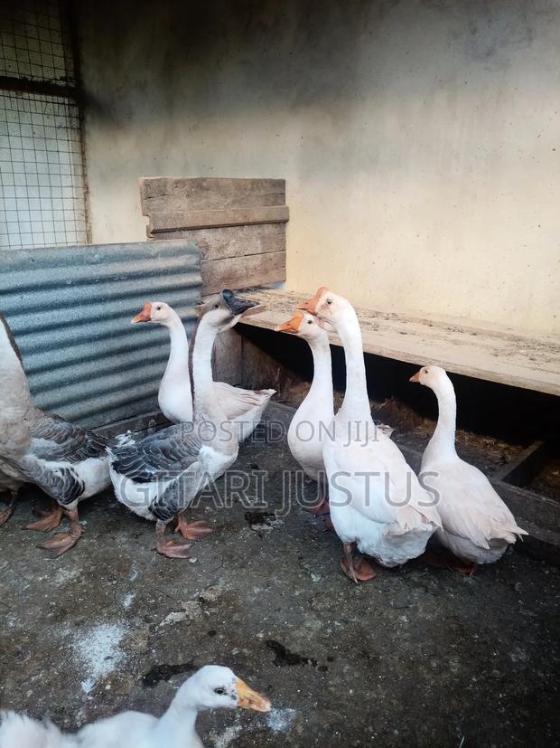 Chinese and African Geese - thumbnail 3