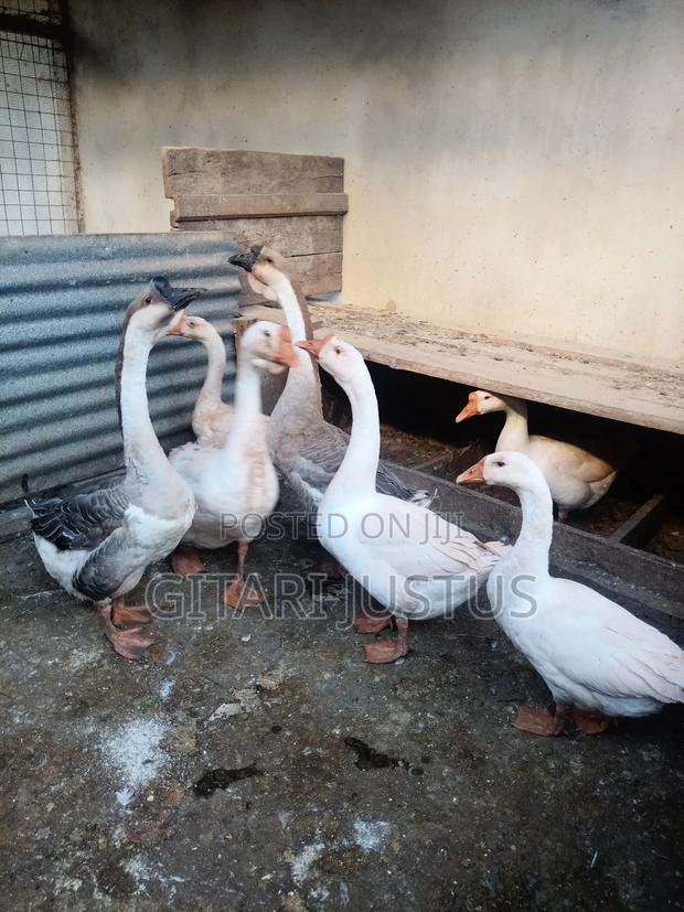 Chinese and African Geese - thumbnail 4