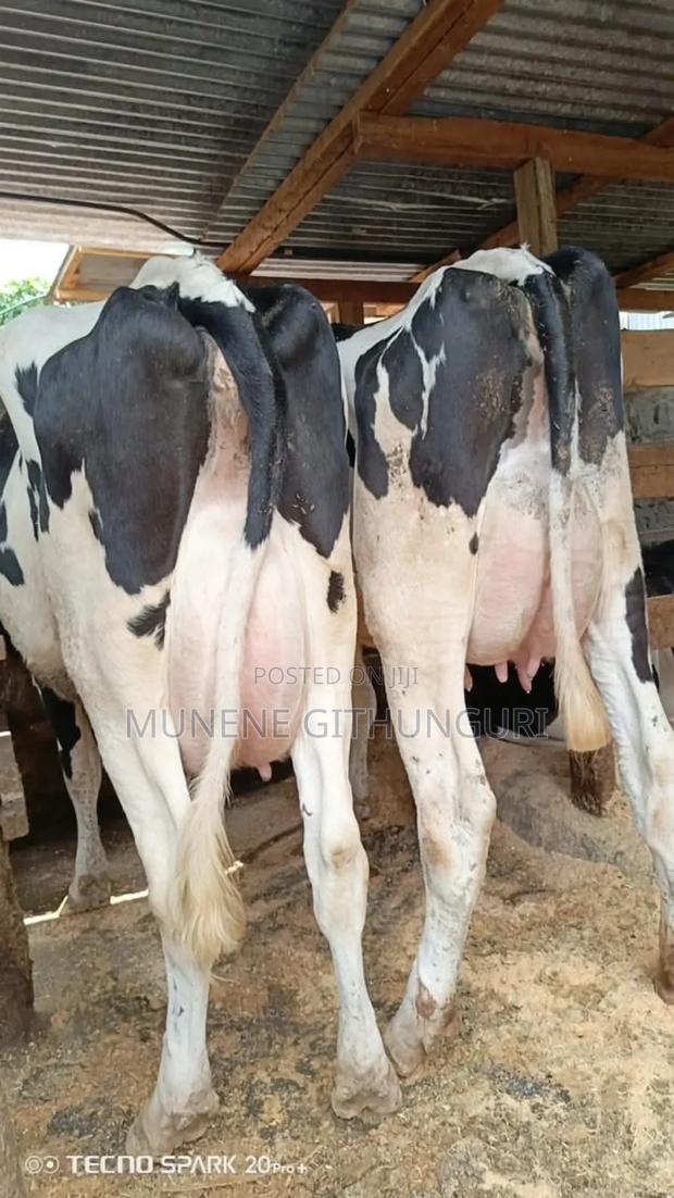 Super Freshian Hostein Milkers - main view