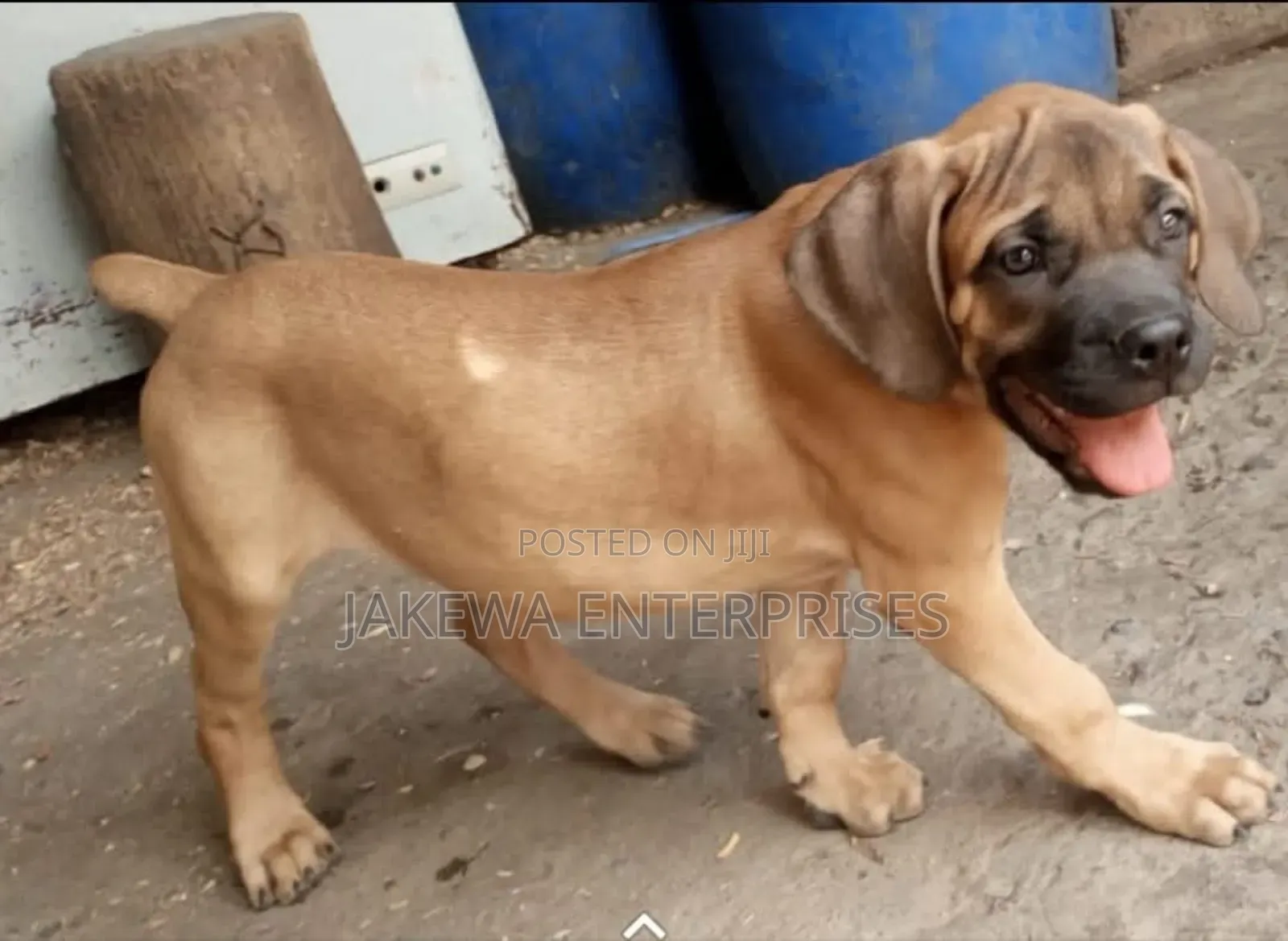 1-3 months Female Purebred Boerboel