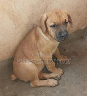 1-3 months Male Purebred Boerboel - main view