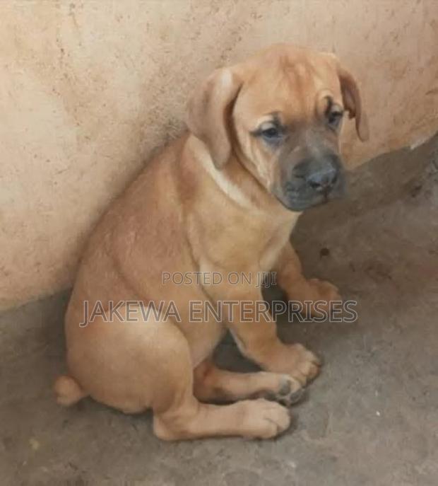 1-3 months Male Purebred Boerboel