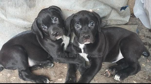 1-3 months Male Purebred Boerboel