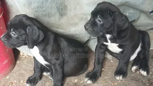 1-3 months Female Purebred Boerboel