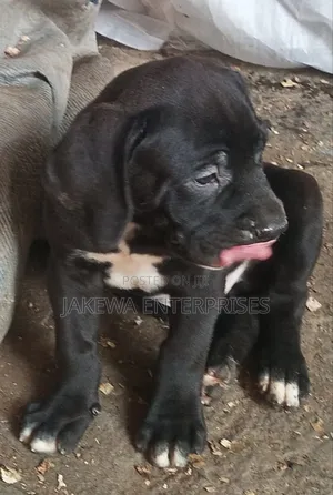 1-3 months Male Purebred Boerboel