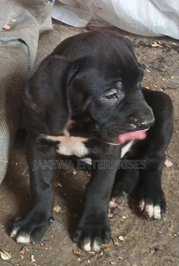 1-3 months Male Purebred Boerboel