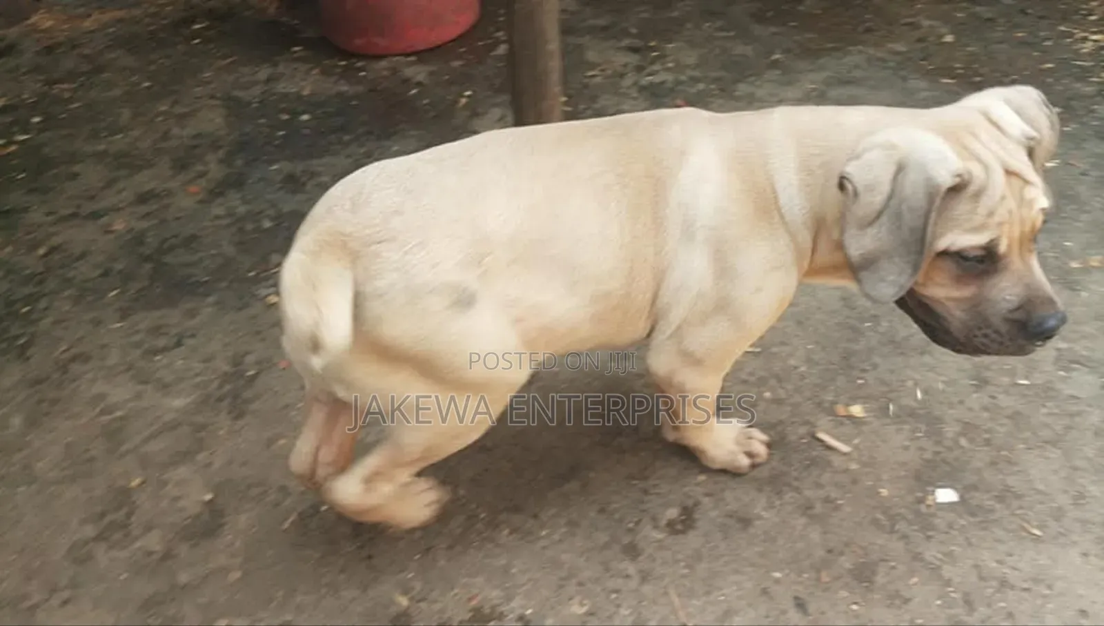 1-3 months Male Purebred Boerboel