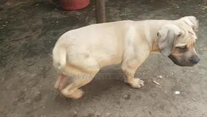1-3 months Male Purebred Boerboel