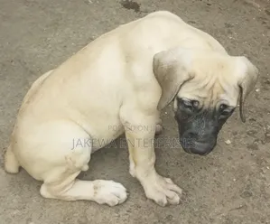 1-3 months Male Purebred Boerboel