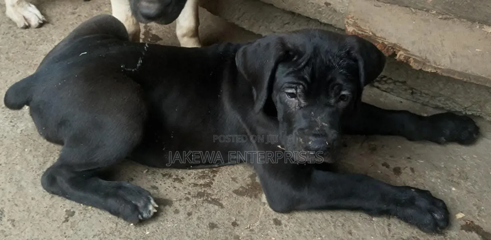 1-3 months Male Purebred Boerboel