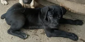 1-3 months Male Purebred Boerboel