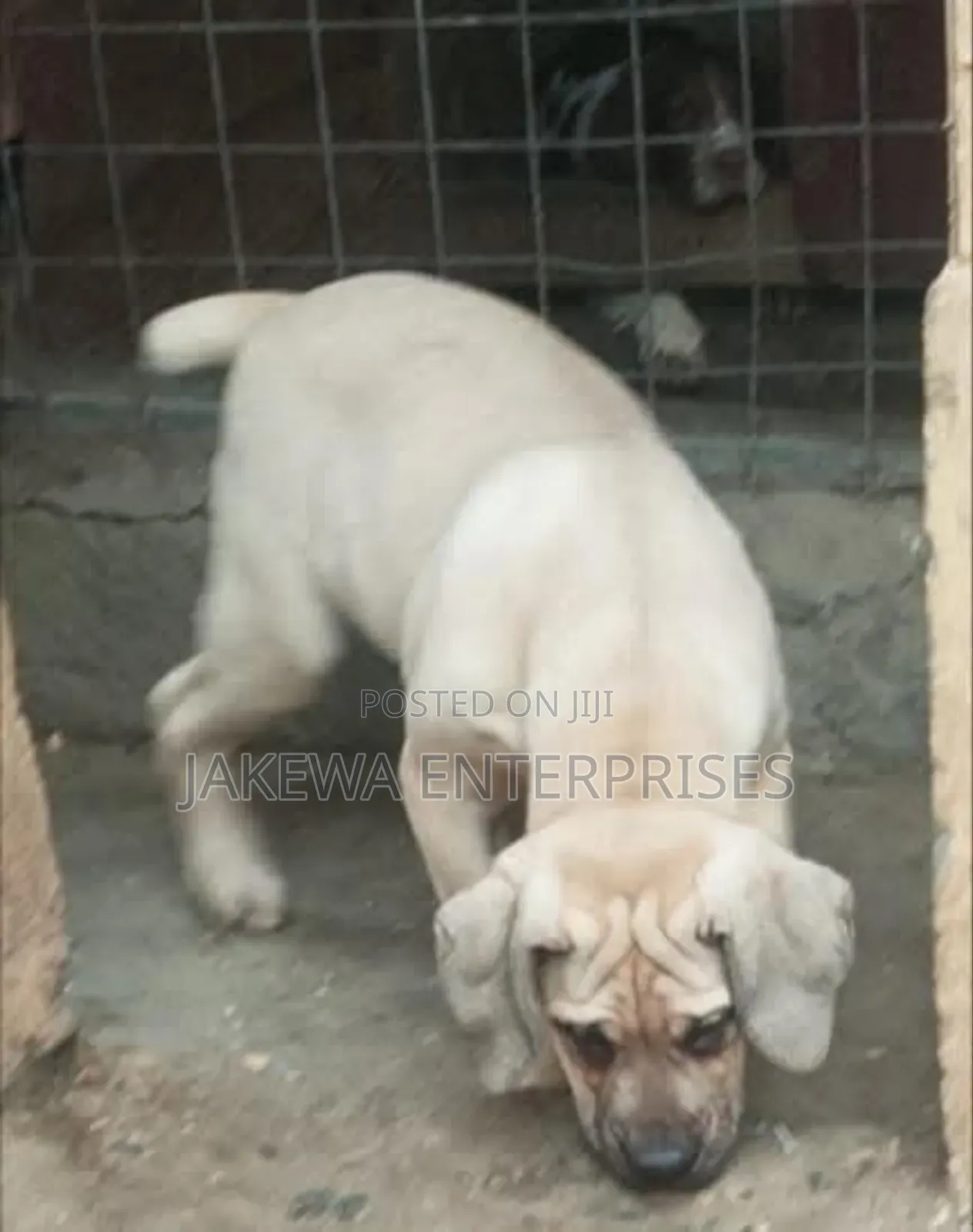 1-3 months Male Purebred Boerboel
