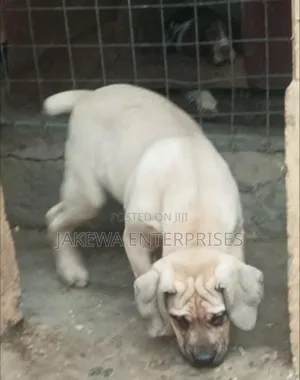 1-3 months Male Purebred Boerboel