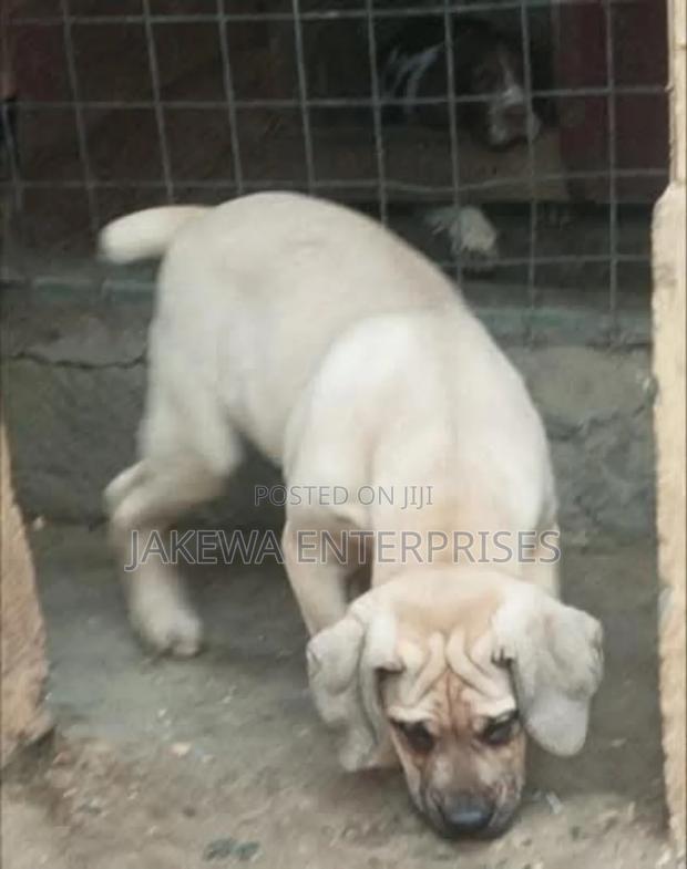1-3 months Male Purebred Boerboel - thumbnail 3
