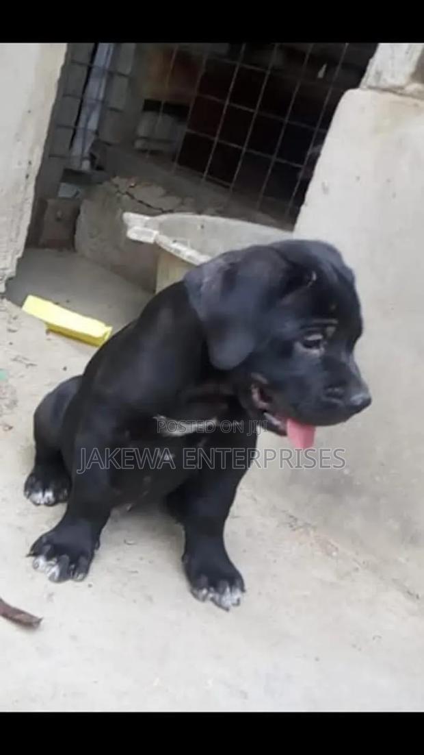 1-3 months Male Purebred Boerboel - main view