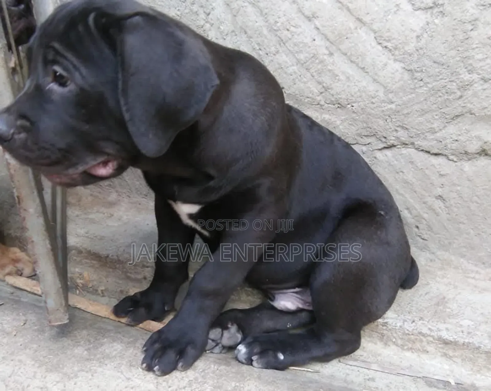 1-3 months Male Purebred Boerboel