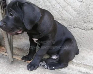 1-3 months Male Purebred Boerboel