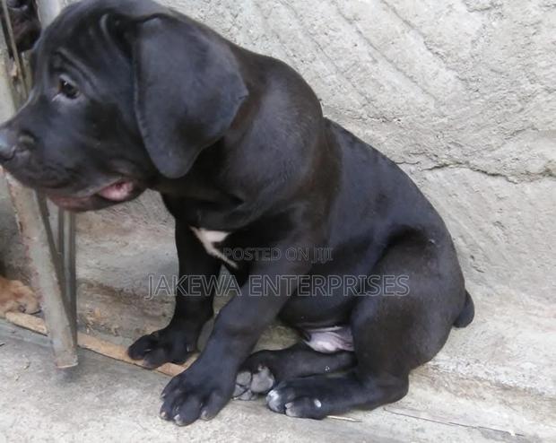 1-3 months Male Purebred Boerboel - thumbnail 2