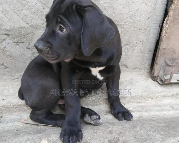 1-3 months Female Purebred Boerboel