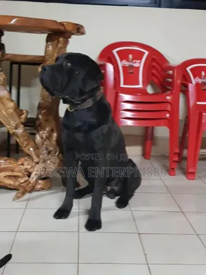 1+ year Male Purebred Boerboel