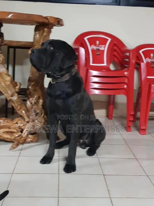 1+ year Male Purebred Boerboel