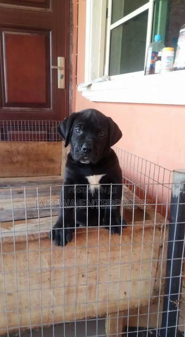 1-3 months Male Purebred Boerboel