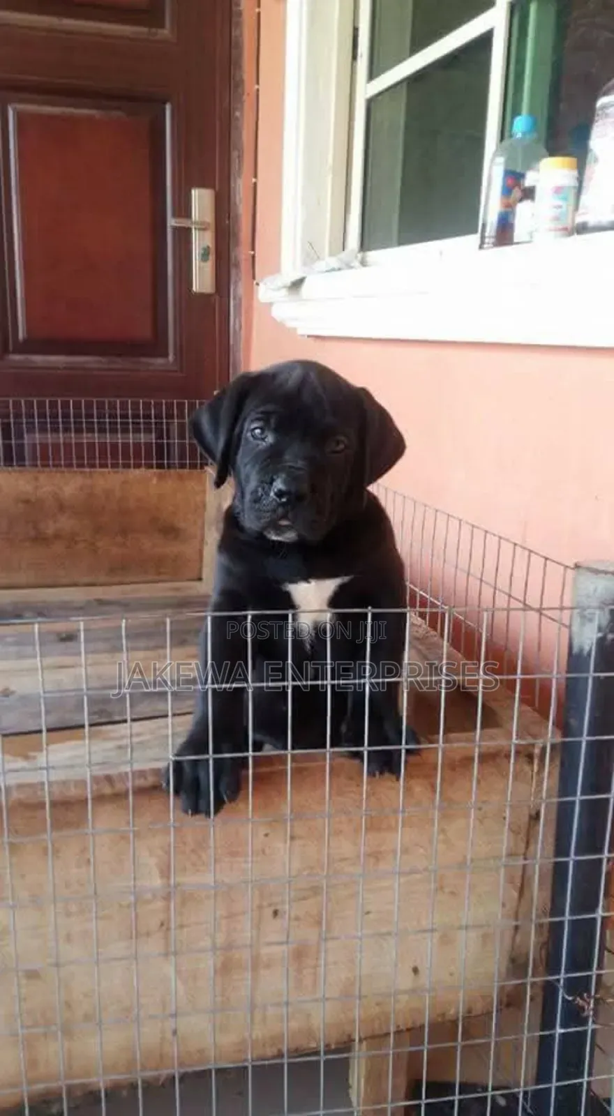 1-3 months Male Purebred Boerboel