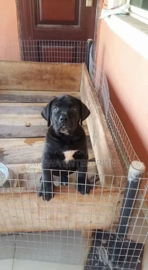 1-3 months Male Purebred Boerboel