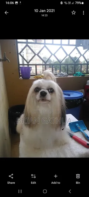 Dog Grooming Services