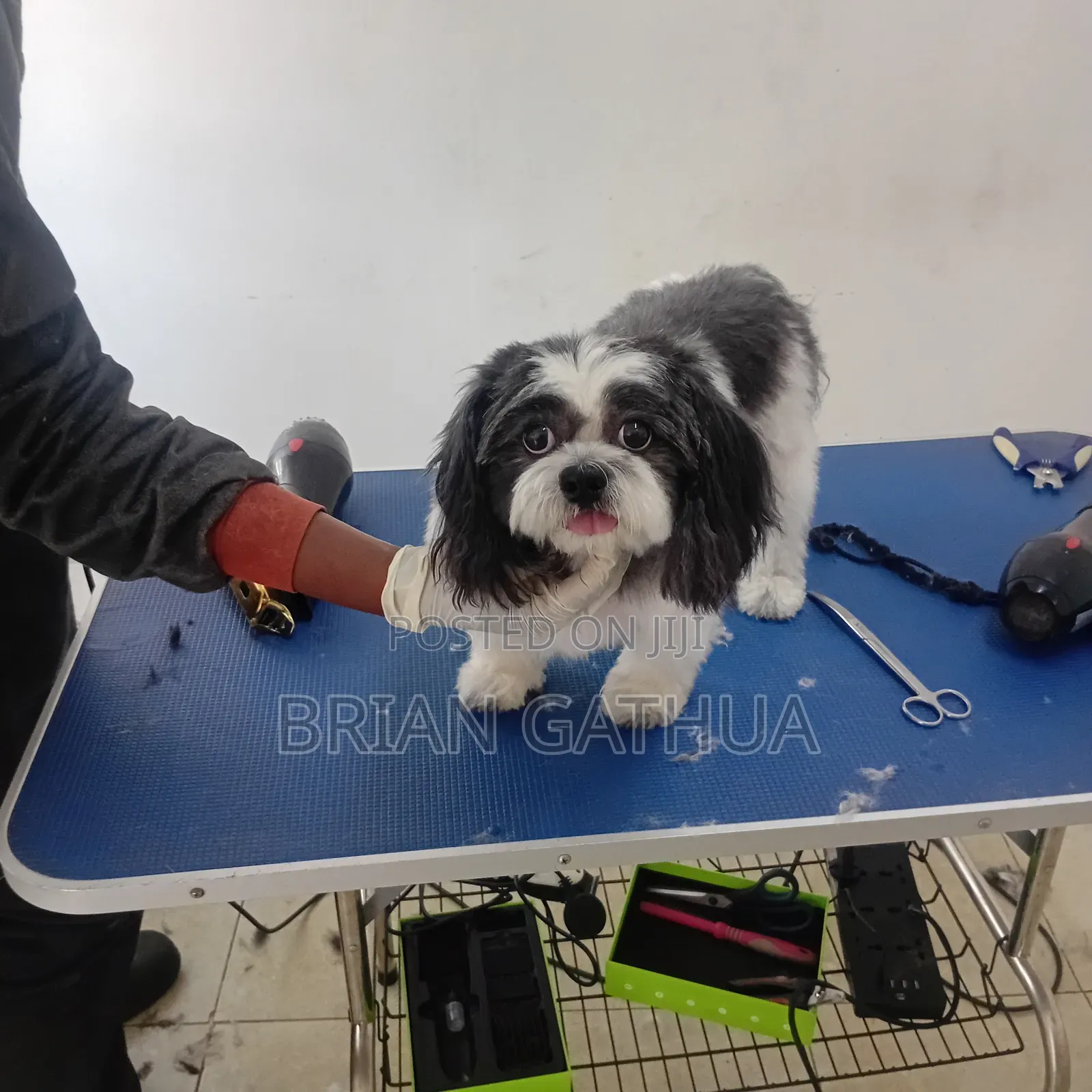 Dog Grooming Services