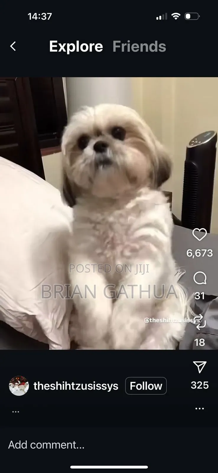 Dog Grooming Services