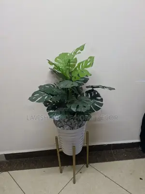 Monstera Plant in White Spiral Vase With Gold Stand