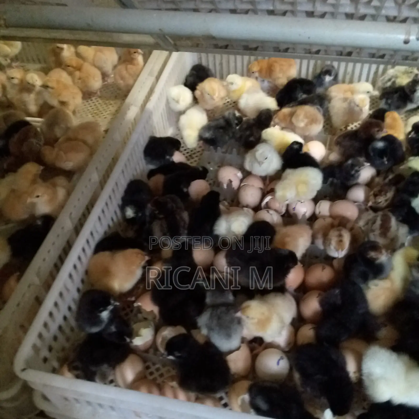 Chicks Hatching Services,/Incubator Services
