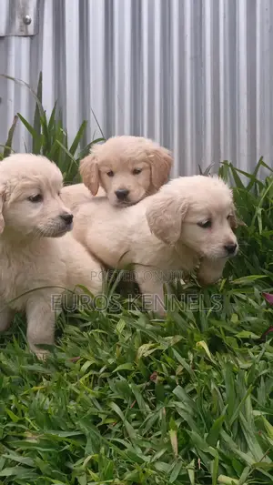 1-3 months Male Purebred Golden Retriever