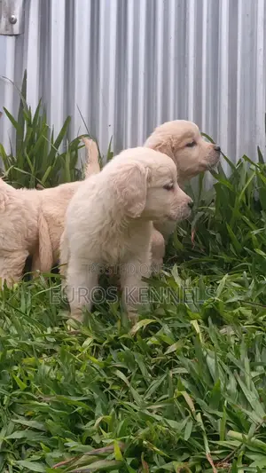 1-3 months Male Purebred Golden Retriever