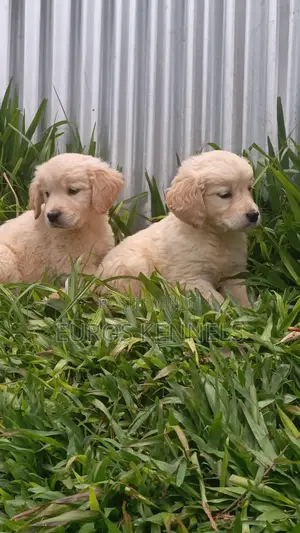1-3 months Male Purebred Golden Retriever
