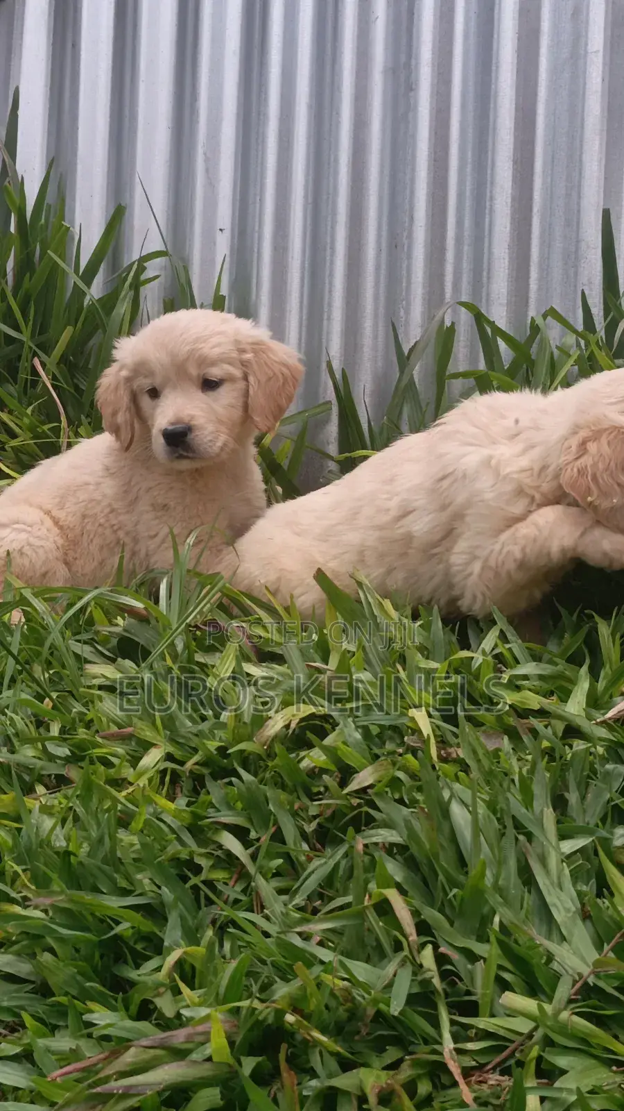 1-3 months Male Purebred Golden Retriever