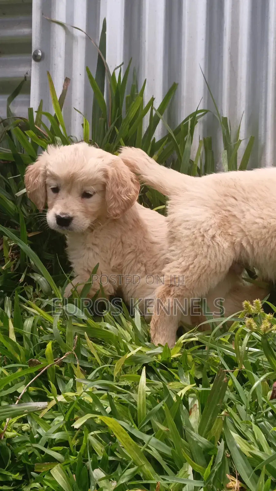 1-3 months Male Purebred Golden Retriever